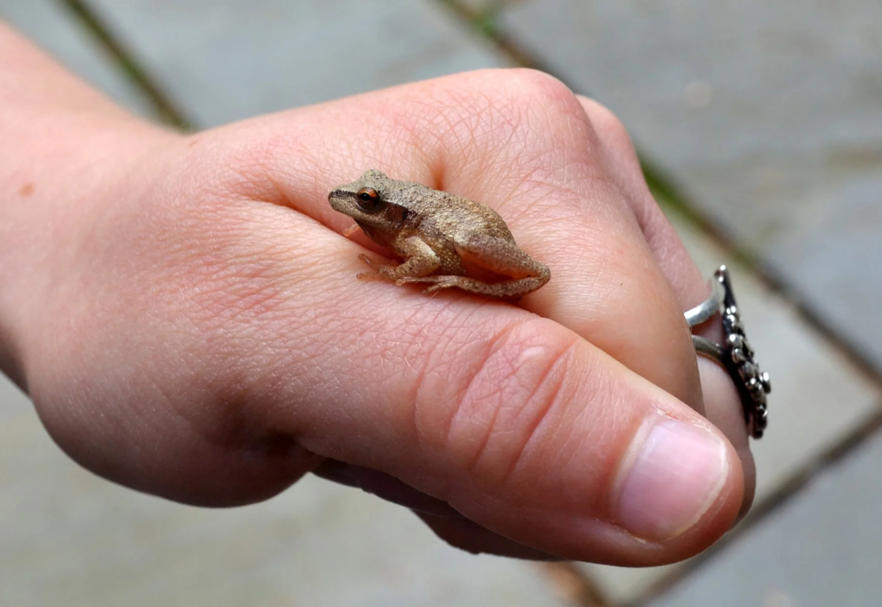 cropped peeper in Jessies hand DSC_0043_20120510_537_modified.jpg