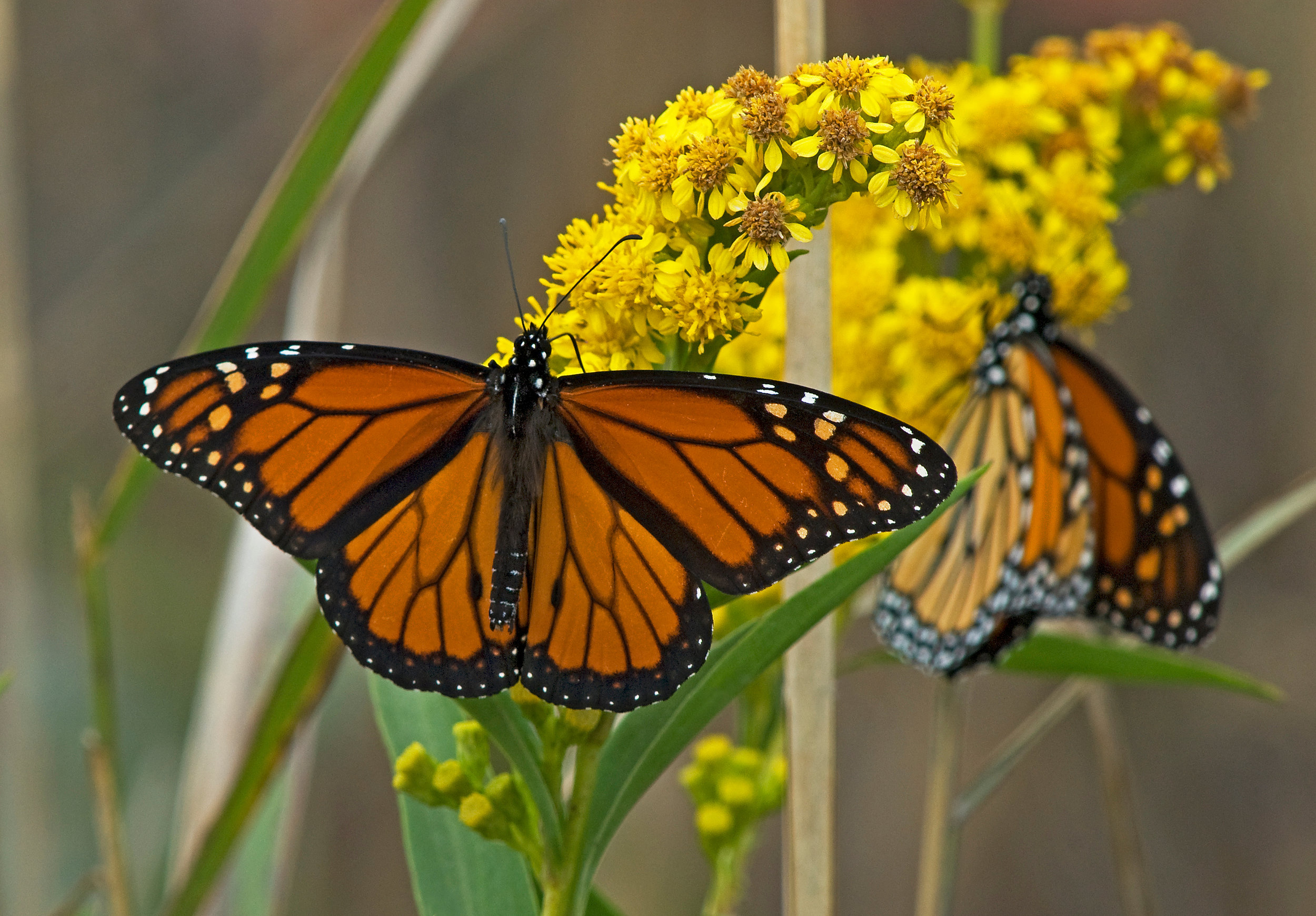 Monarchs on Goldenrod / Diane Abell 2010