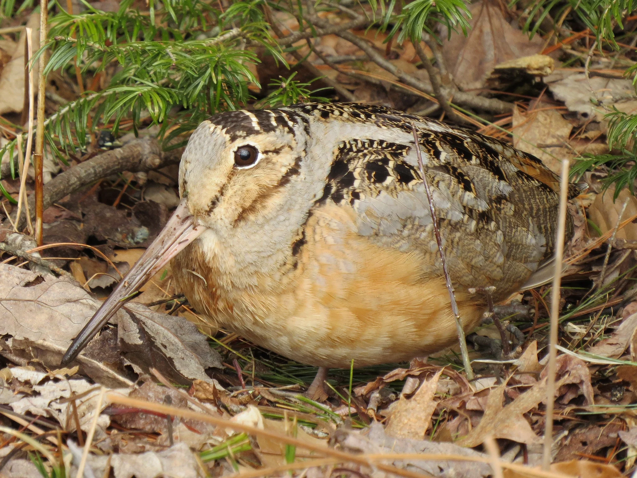  American Woodcock (Scolopax minor) Fyn Kynd
0
0
1
2
Seatuck Environmenal Association
1
1
2
14.0
Normal
0
false
false
false
EN-US
JA
X-NONE
/* Style Definitions */
table.MsoNormalTable
{mso-style-name:"Table Normal";
mso-tstyle-rowband-size:0;
mso-tstyle-colband-size:0;
mso-style-noshow:yes;
mso-style-priority:99;
mso-style-parent:"";
mso-padding-alt:0in 5.4pt 0in 5.4pt;
mso-para-margin:0in;
mso-para-margin-bottom:.0001pt;
mso-pagination:widow-orphan;
font-size:12.0pt;
font-family:Cambria;
mso-ascii-font-family:Cambria;
mso-ascii-theme-font:minor-latin;
mso-hansi-font-family:Cambria;
mso-hansi-theme-font:minor-latin;}
© 2014