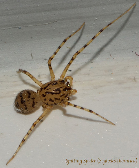 Scytodes thoracica.jpeg