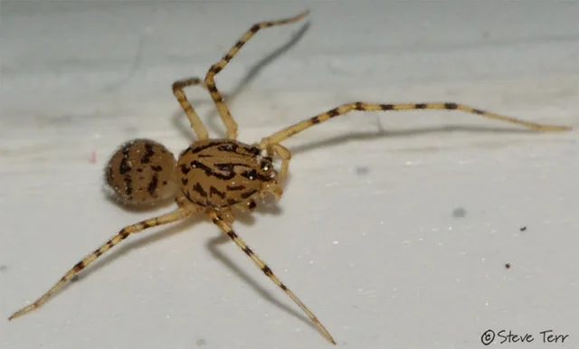 Scytodes photo copyright.jpeg