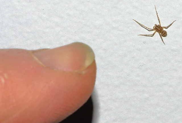 Scytodes thoracica relative size DSC_0899 300 ppi.jpeg