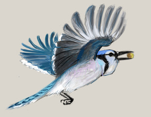 dad6cd selection drawing Blue Jay flying DSC_0184_20180111_3227_modified.jpeg