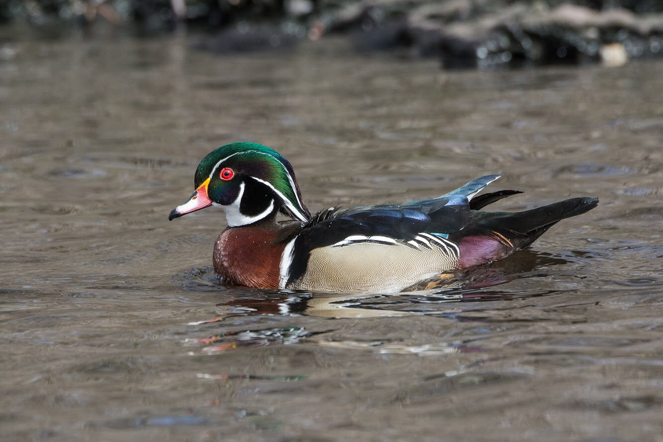 Wood Duck