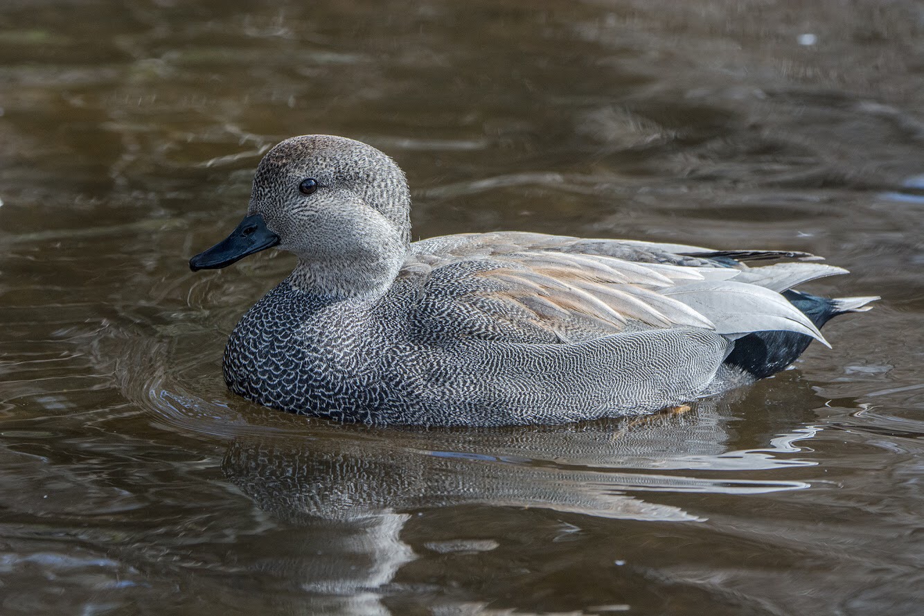 Gadwall