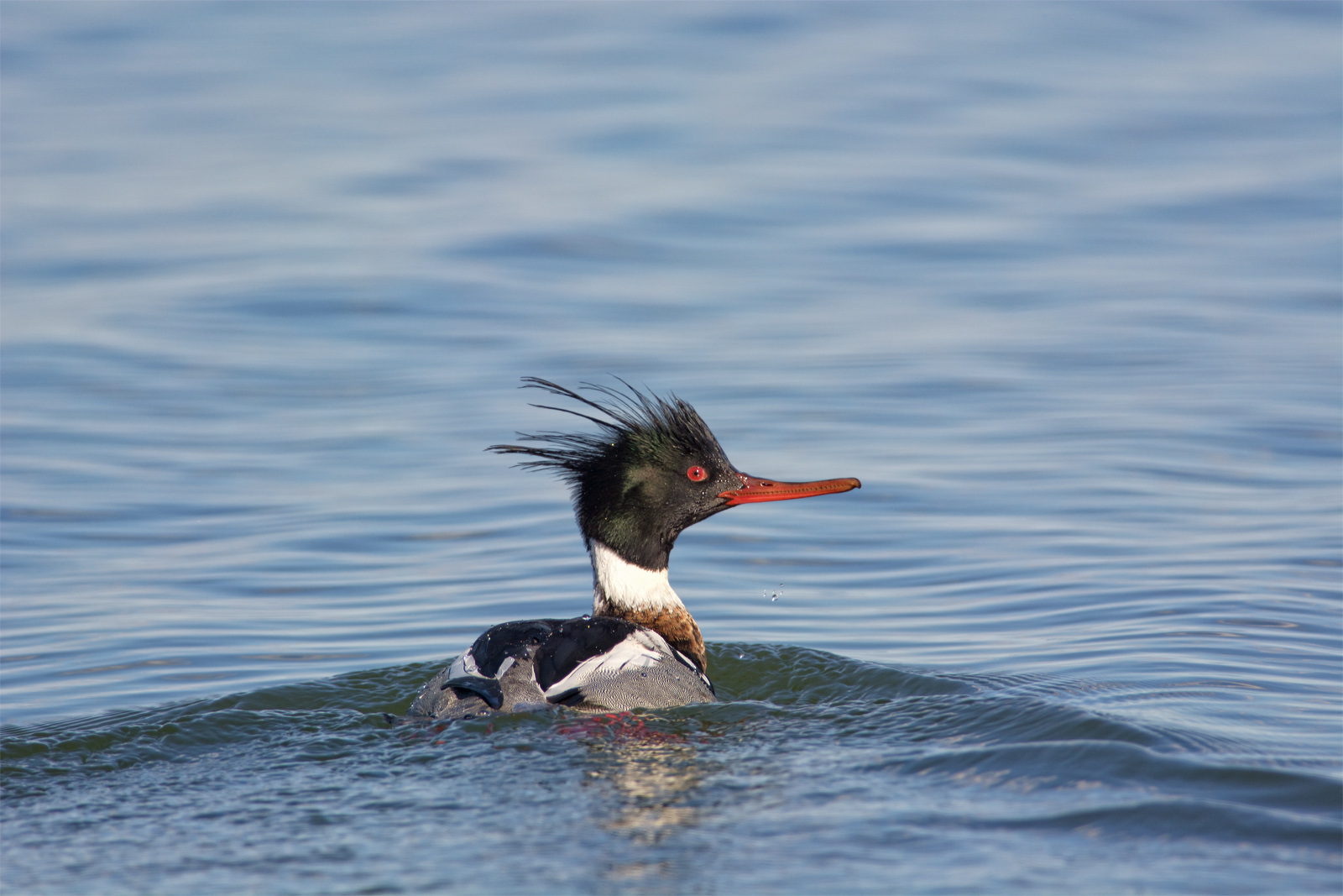 Red-breasted Merganser