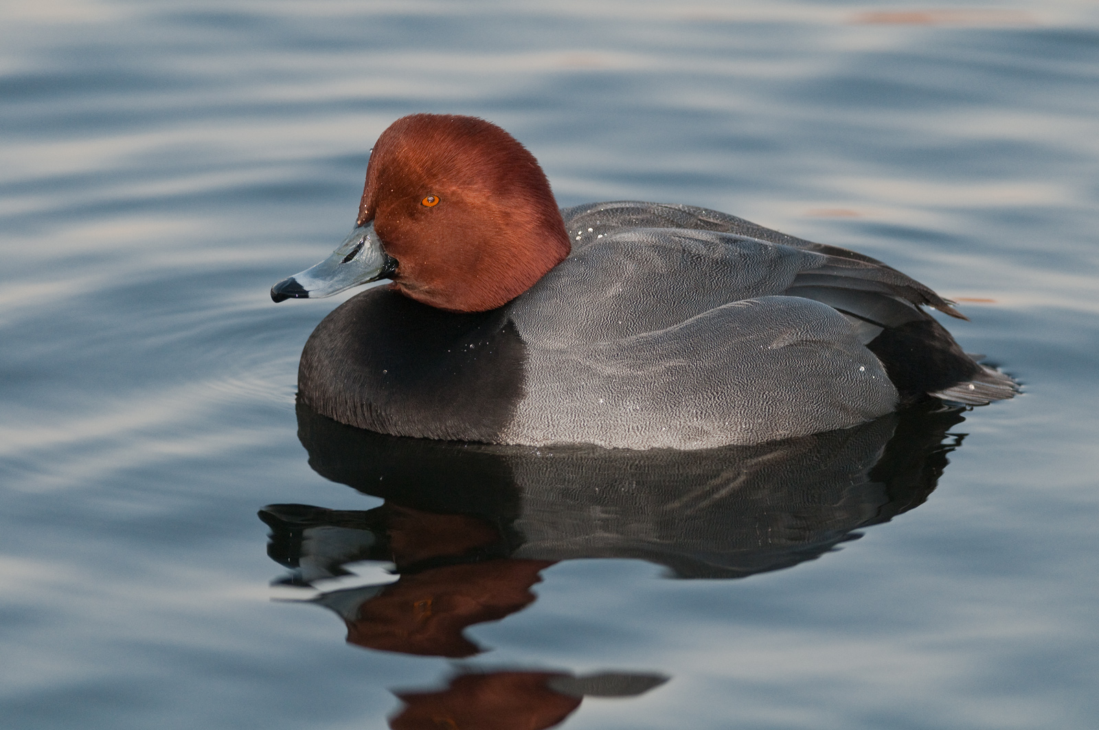 Redhead