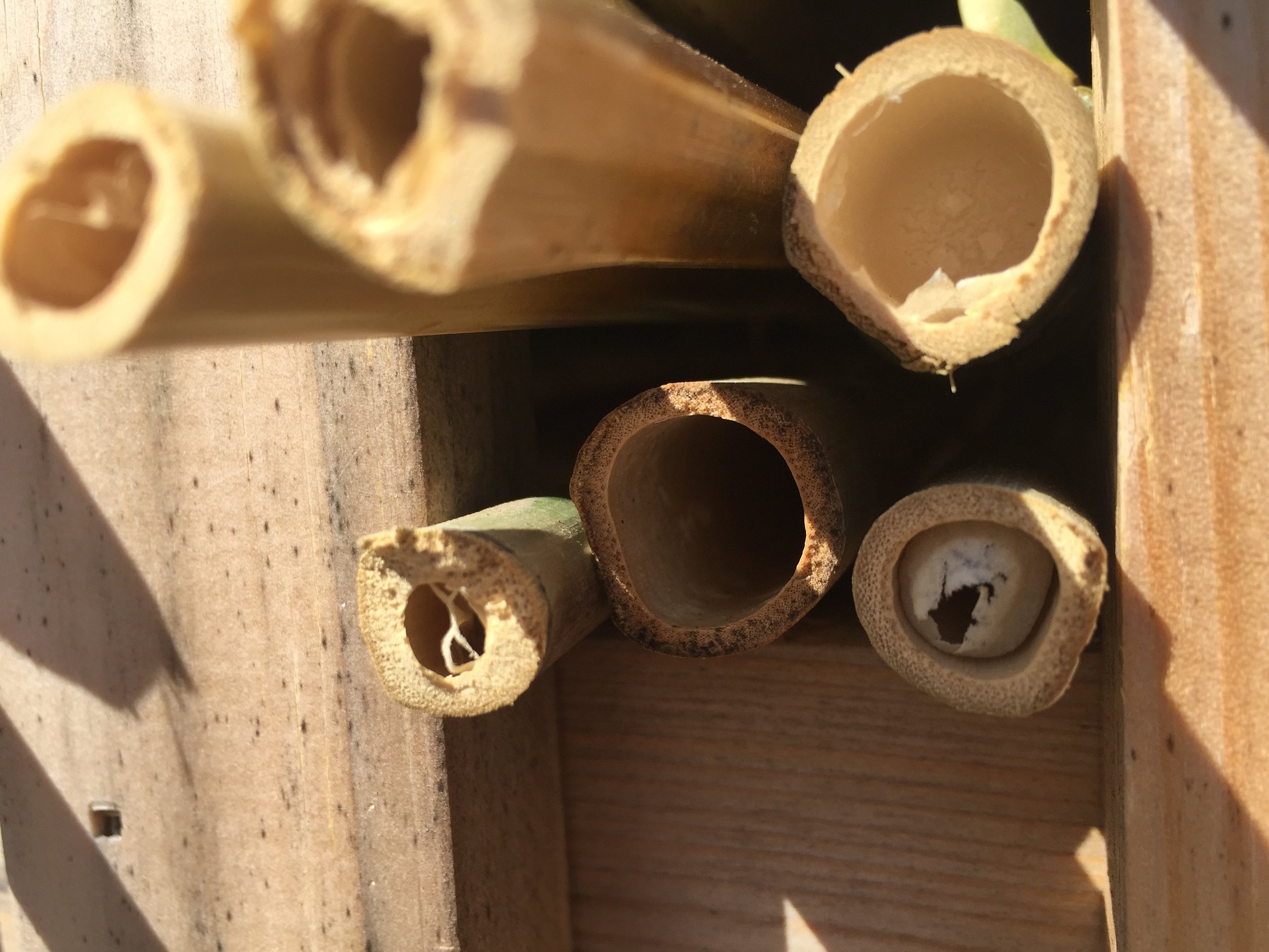 InsectHotel.jpg