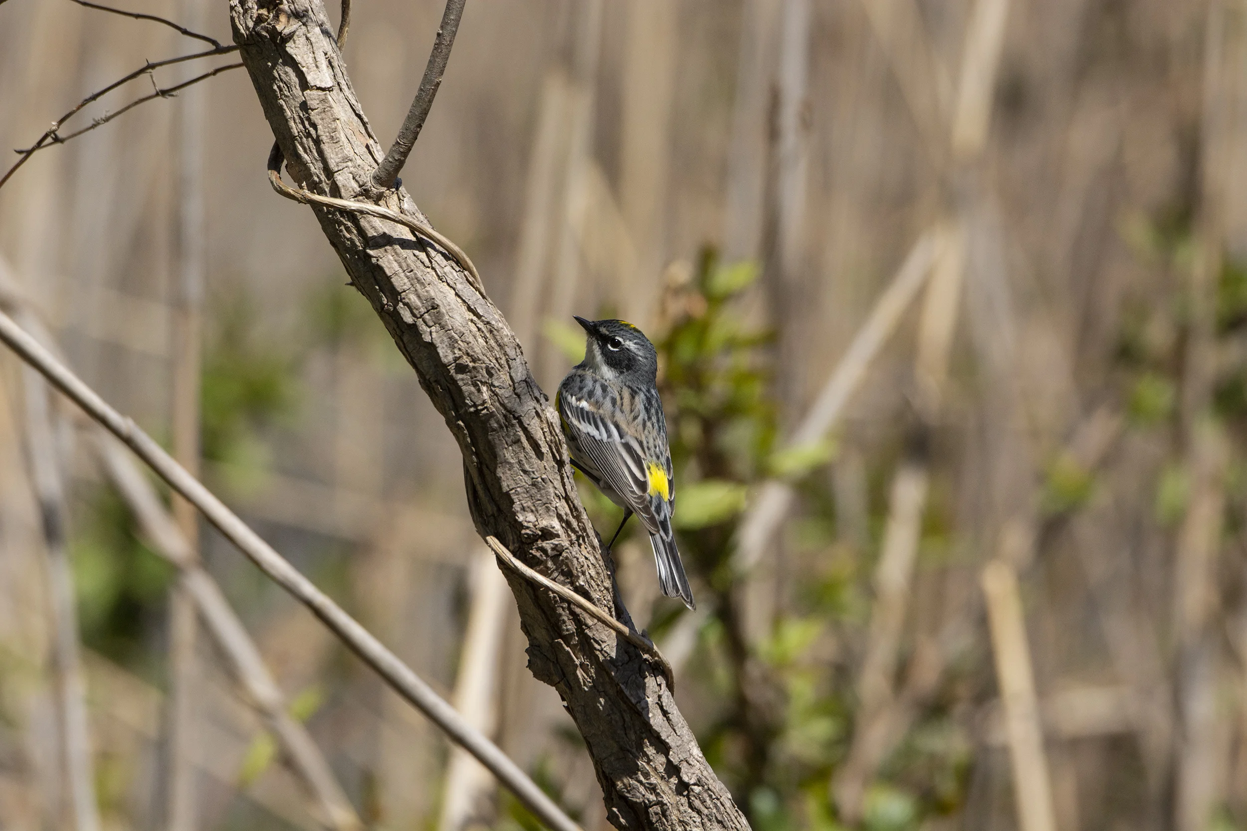 Myrtle Warbler Butter-butt 2.jpg