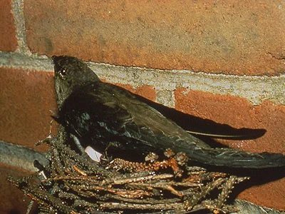 Photo by Columbus Audubon. All Rights Reserved.