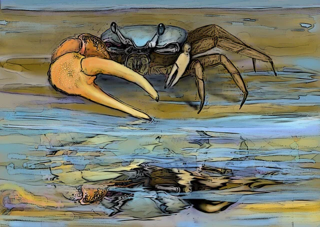 FiddlerCrab v4 uca-pugnax posterized filter.jpeg