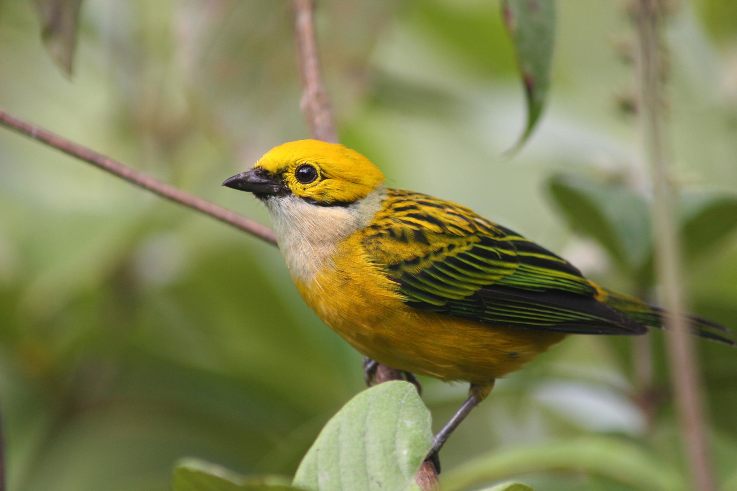 Trogon - brochureTangara.JPG