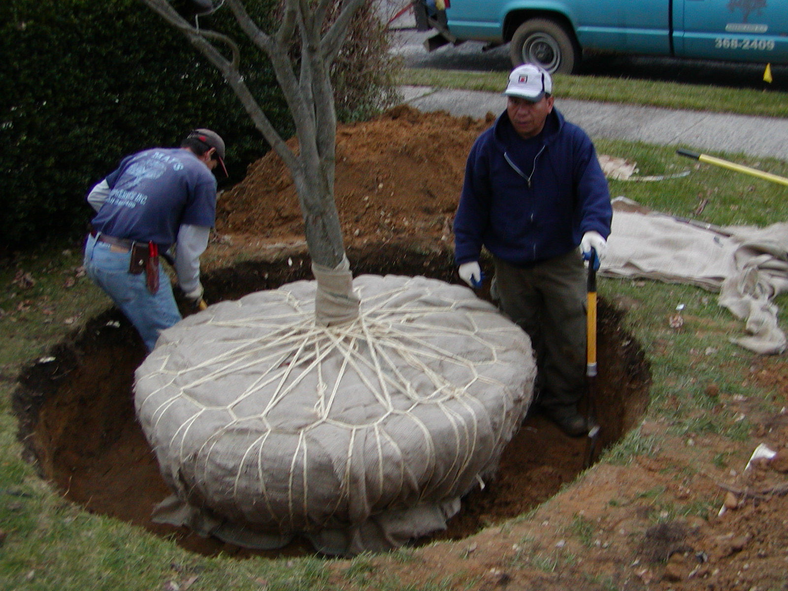 Tree Moving — La May's Tree Service, Inc.