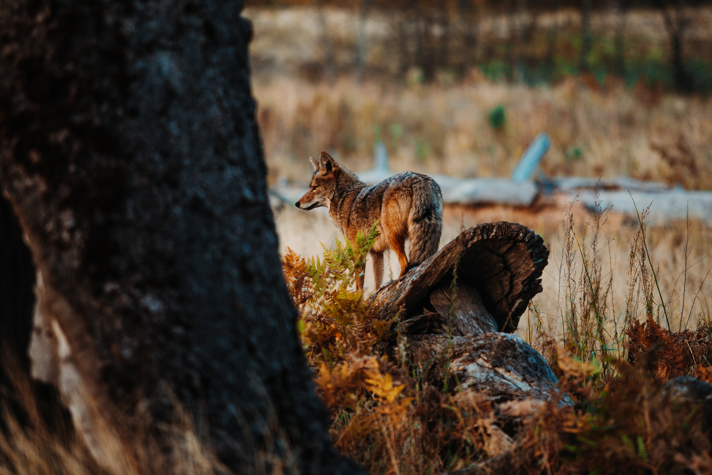 Yosemite-6.JPG