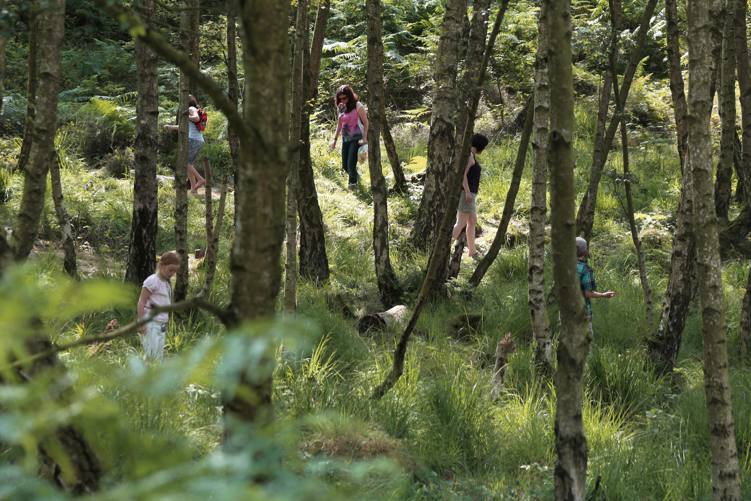  Living Symphonies Installation, Cannock Chase, 2014 Photograph: Jones/Bulley 