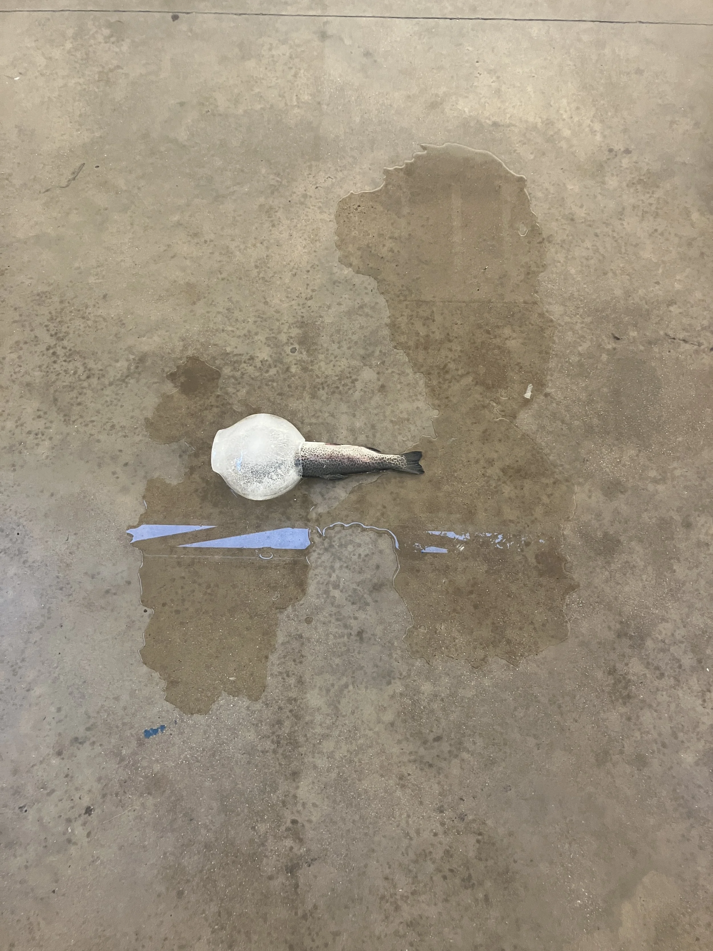 2025-10-18 Junior Appau DEFROST South London Gallery IMG_4787.JPG