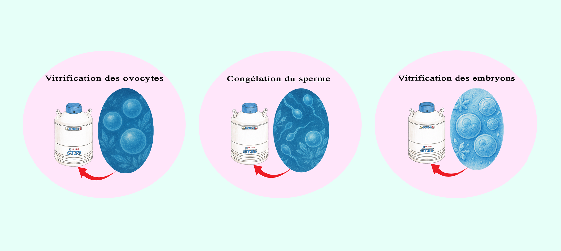 Conservation des gametes.png