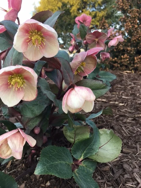 Search on Availability: Helleborus Pink Frost Helleborus x ballardiae 'HGC Pink Frost'