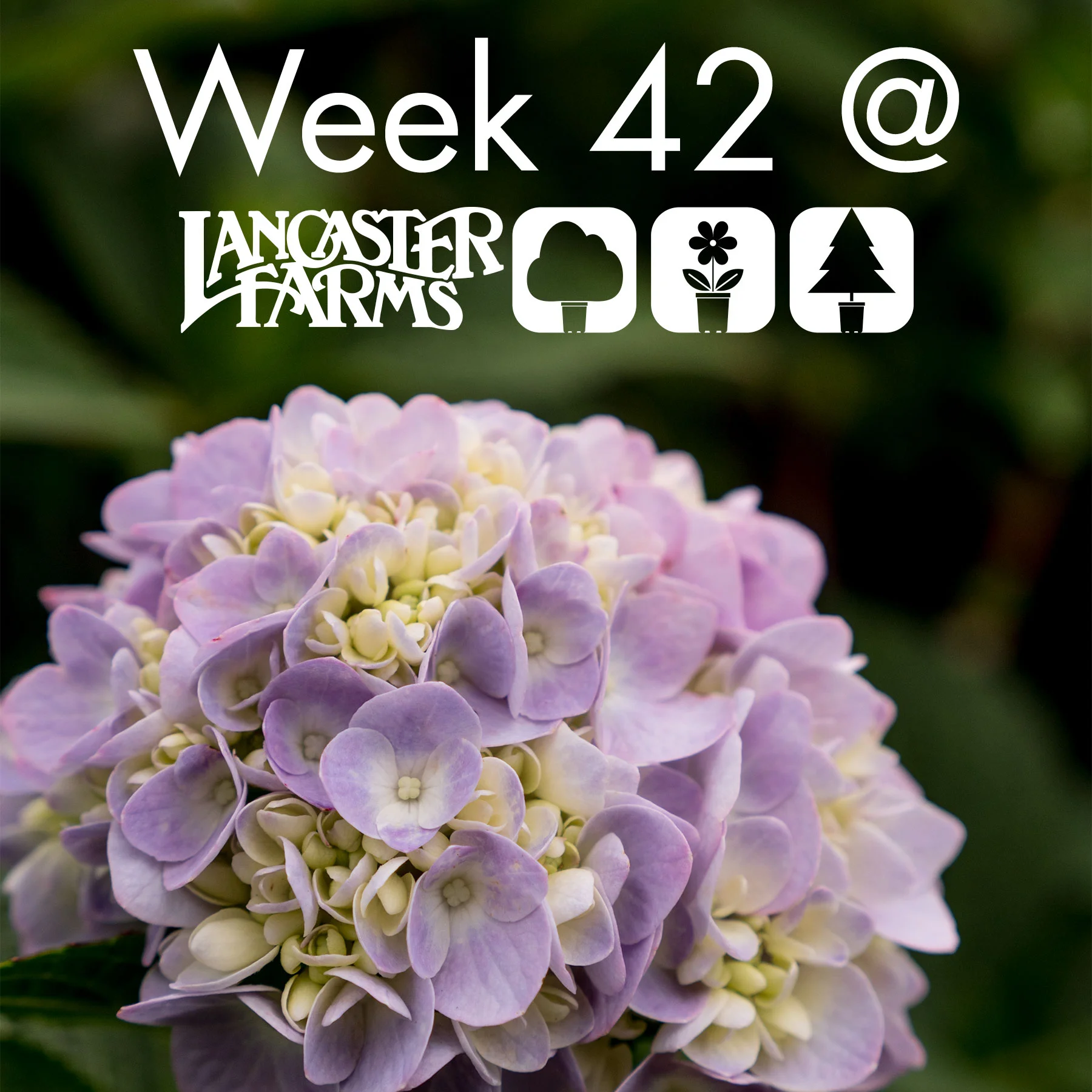week42_header.jpg