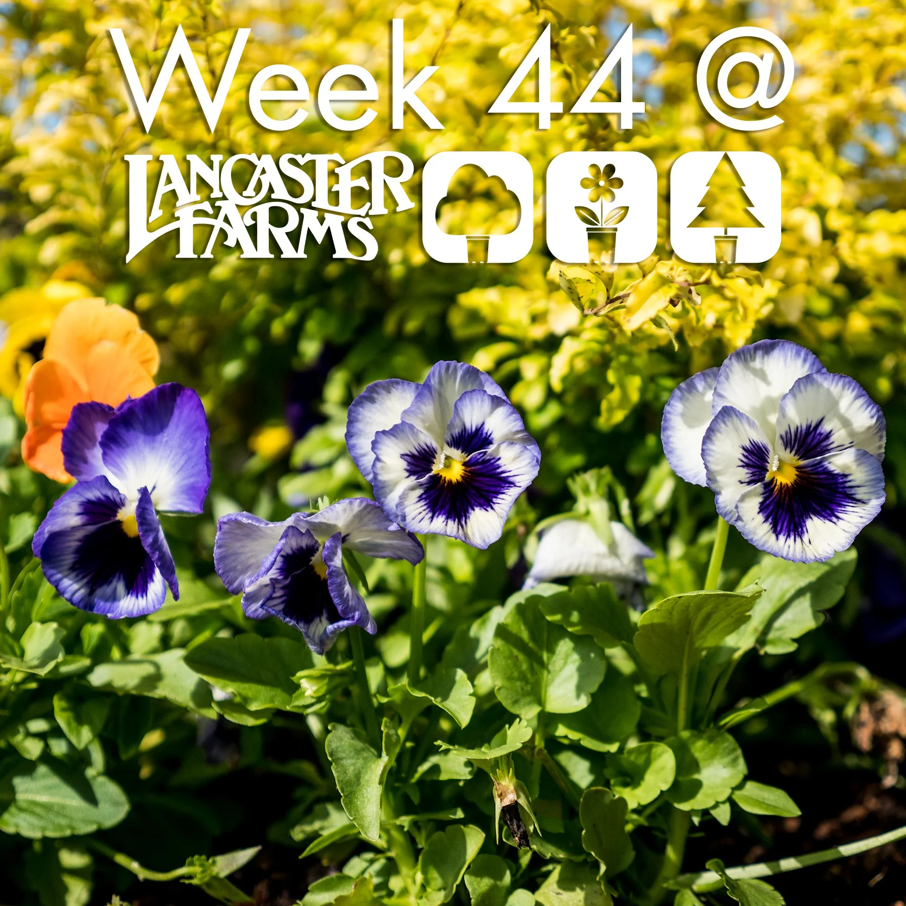 week_44_header.jpg