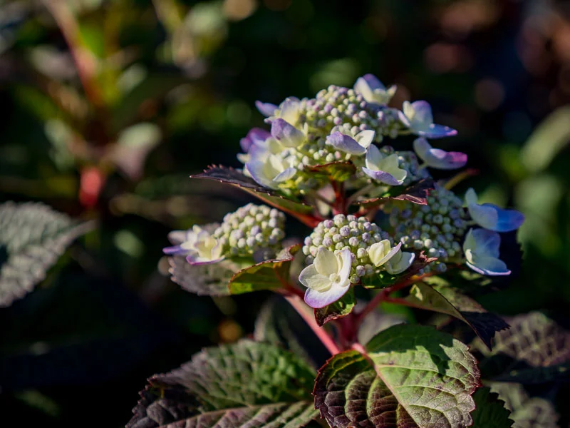 hydrangea.jpg