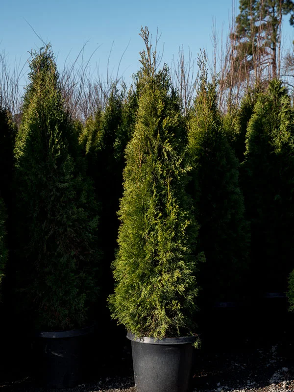 Emerald Green Arborvitae #6 Can 4' Grade