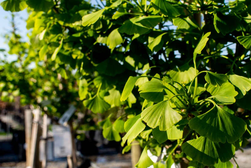 April_Trees-6.jpg