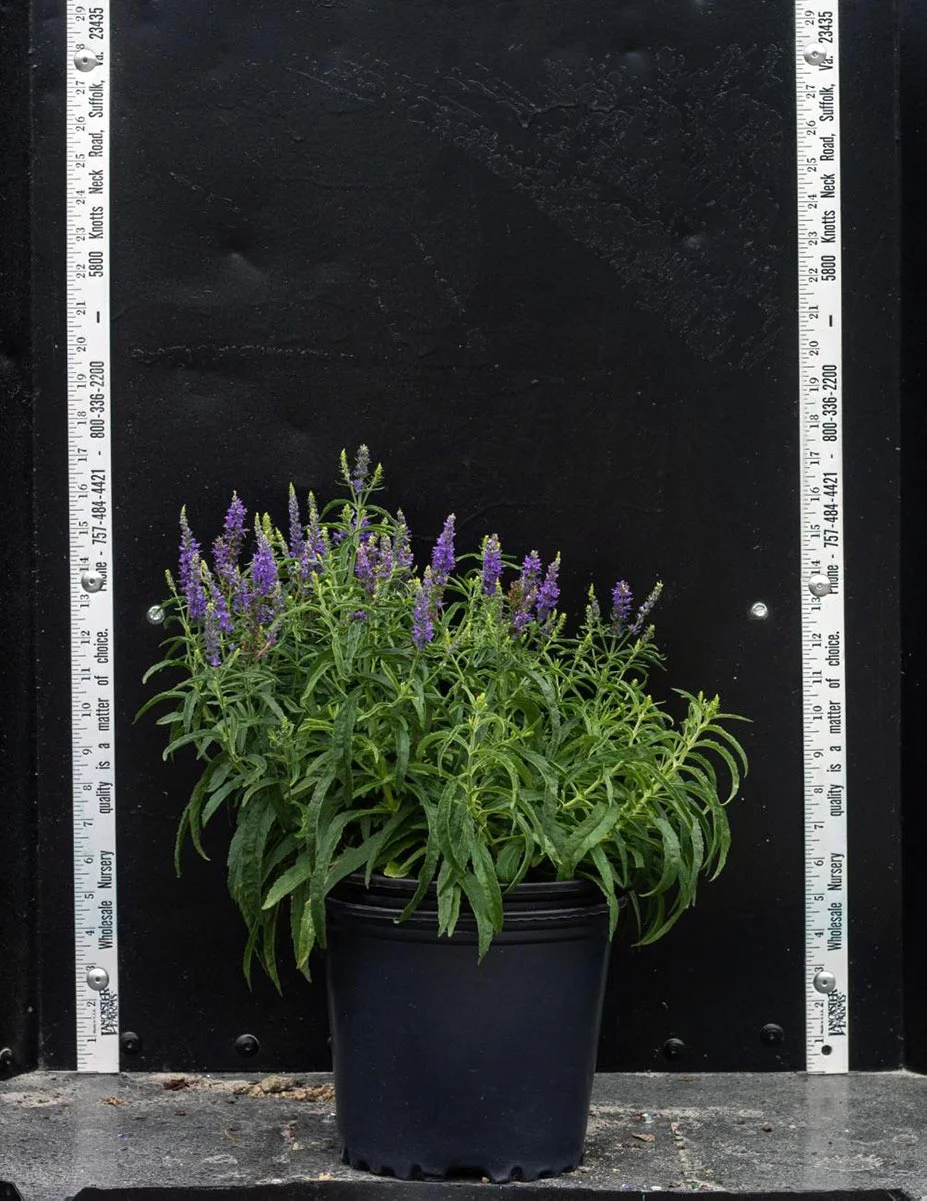 Veronica Dark Blue Moody Blues: $2.75 NET