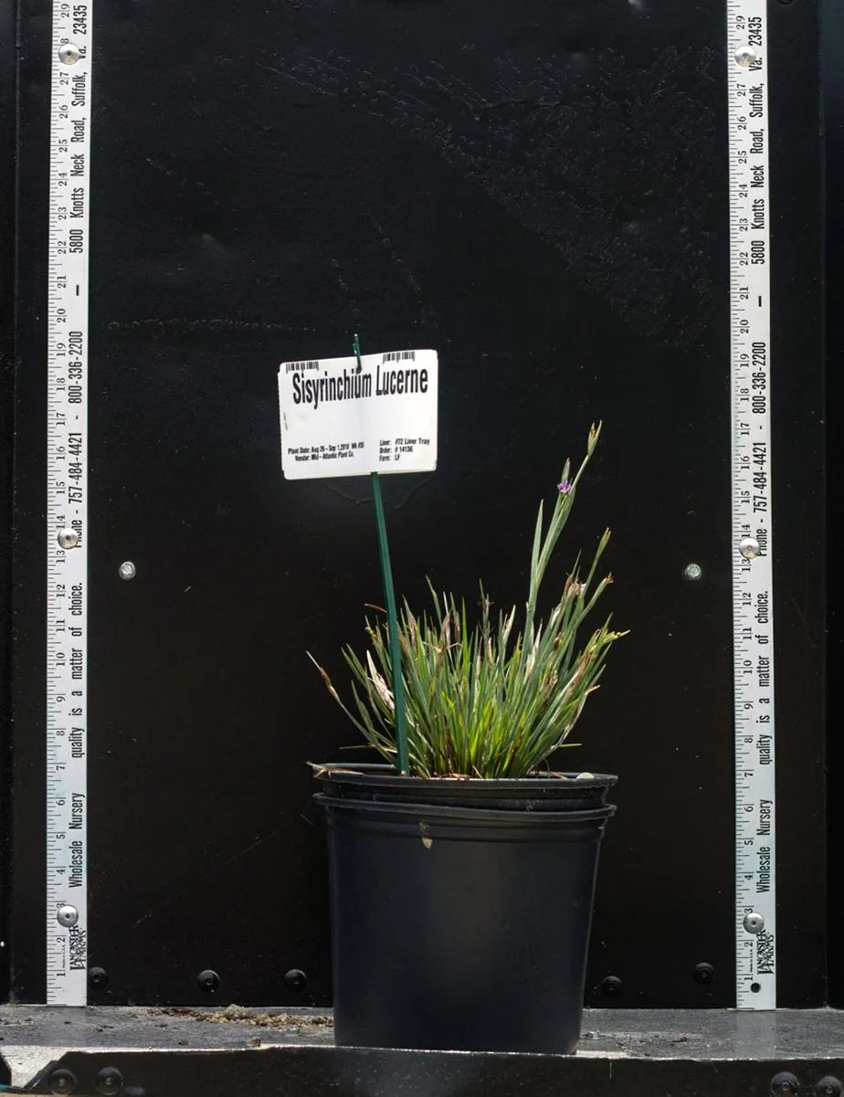 Sisyrinchium angustifolium 'Lucerne': $2.75 NET