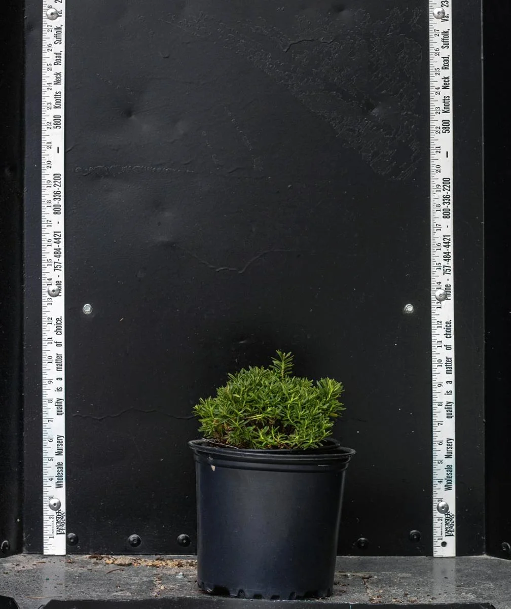Iberis sempervirens 'Little Gem': $2.75 NET