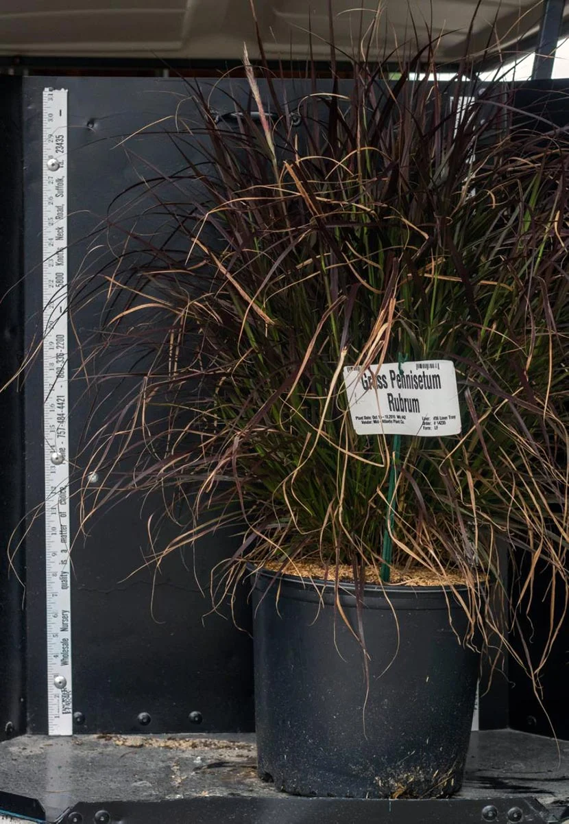 Grass Pennisetum Rubrum: $5.75 NET (3 gallon)