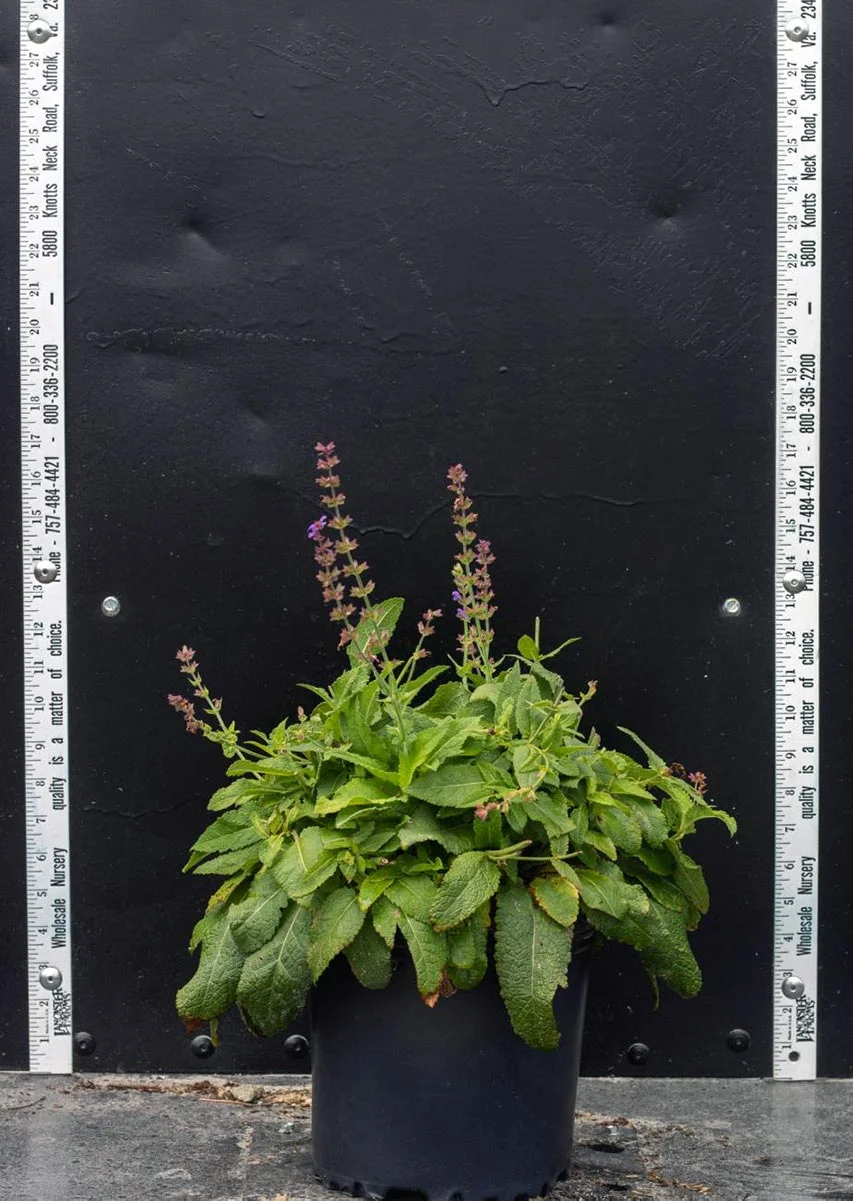 Salvia 'May Knight': $2.75 NET