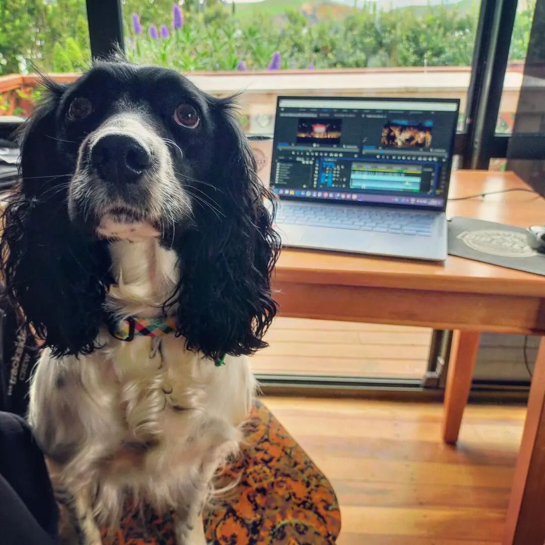 Dip Creeks top edit pooch is pleased that the latest project is completed 🤩