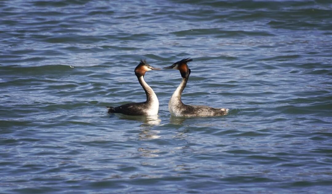 Love is in the air for these Australasian crested grebe  Pūteketeke 😍