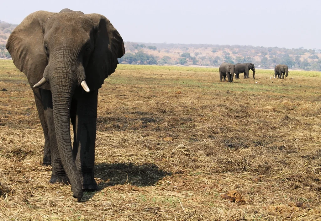 Elephant.jpg