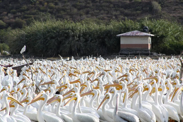 Photographer Focus: Eduardo Villanueva