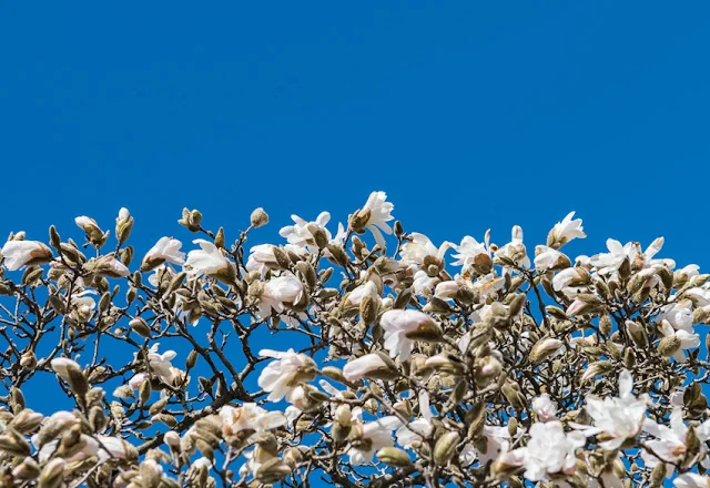 Back to Nature: Solifestyle Visits the Brooklyn Botanic Garden