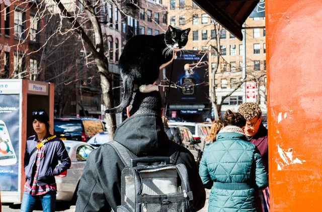 Unique New York: Guy With A Cat On His Head