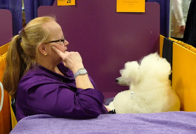Hairspray and Hounds: Backstage at the 137th Westminster Dog Show
