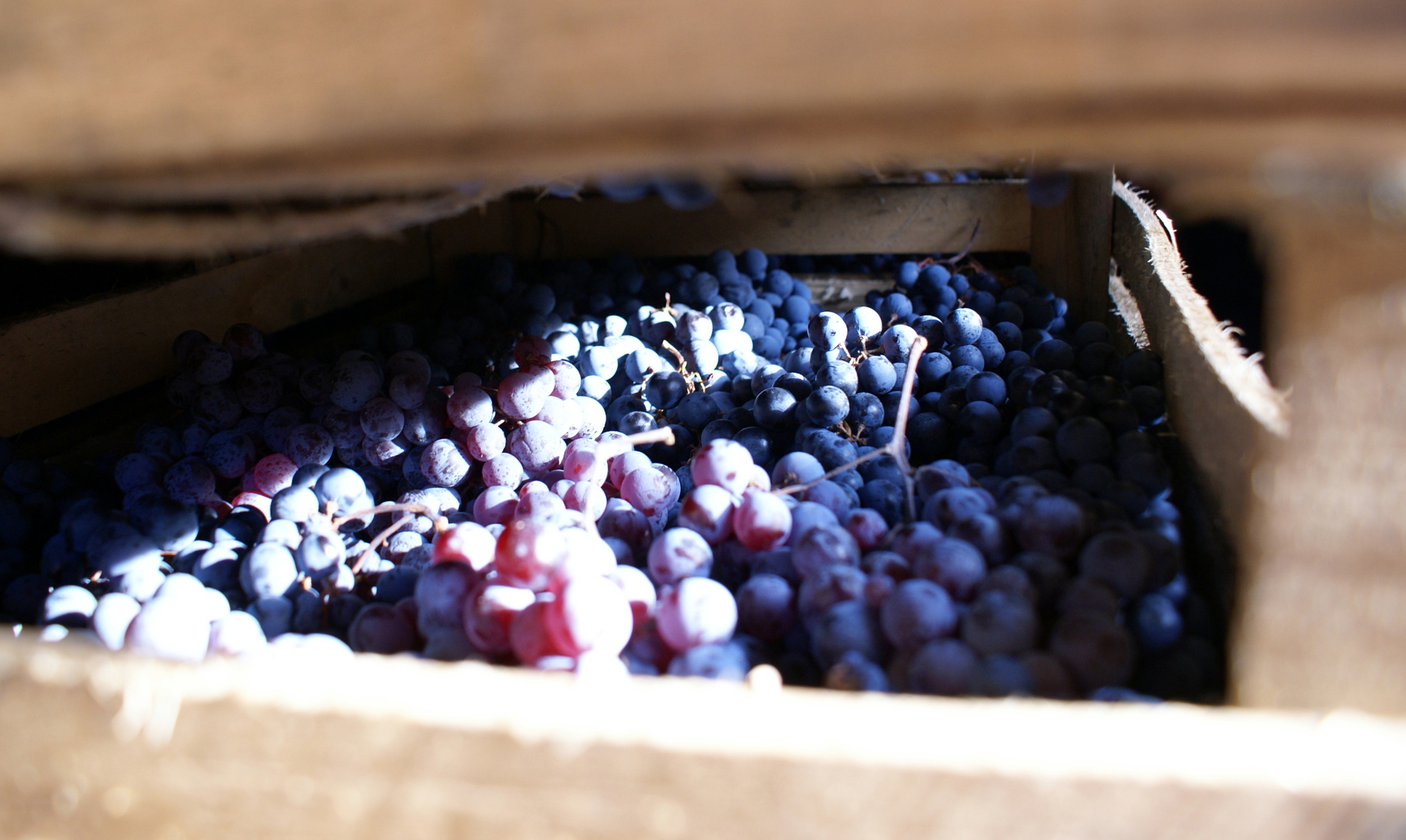 Grapes drying in traditional wooden racks (originally used in the region's production of silk)