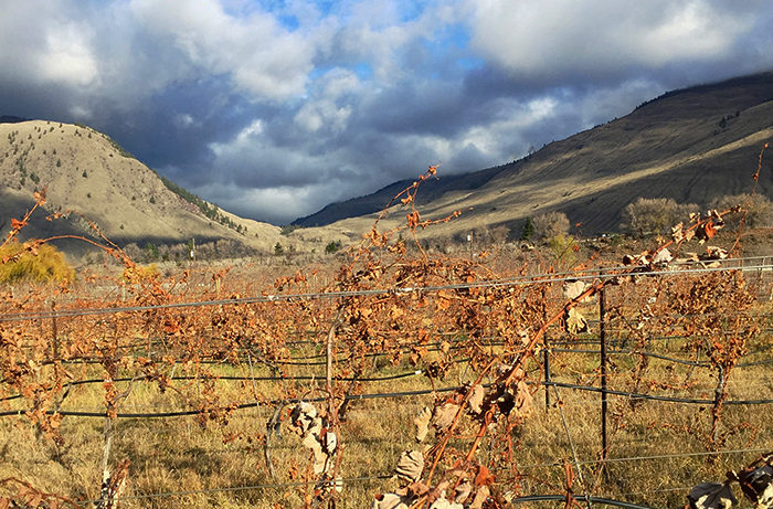 The vineyard in autumn. You can see the Chardonnay vines are looking a little scraggly!