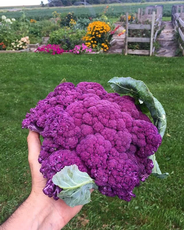 Who knew this existed.  Purple Cauliflower?! This is some Avatar shit

#veggie #homegrown #avatarshit #gardening #pandora #jakesully #veggies #garden #getoutofmyway