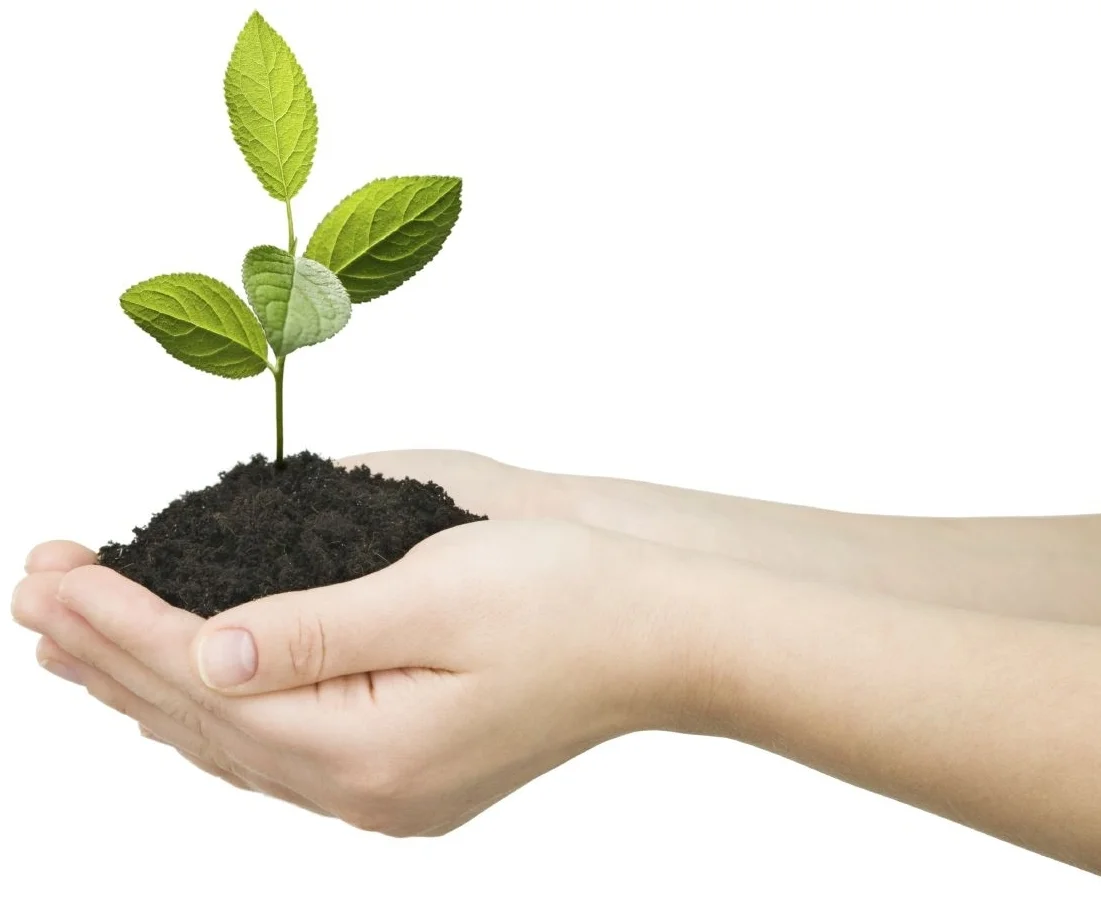 Hands-with-Plant-1.jpg
