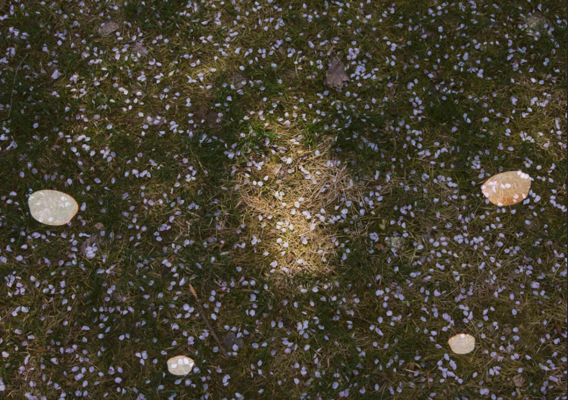 Lights and Petals, digital inkjet print