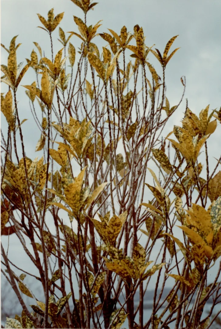 William Eggleston, Jamaica Botanicals Series, 1978, edition 11/35, Chromogenic dye coupler print, Collection of The Grace Museum, Gift of Eddie Green
