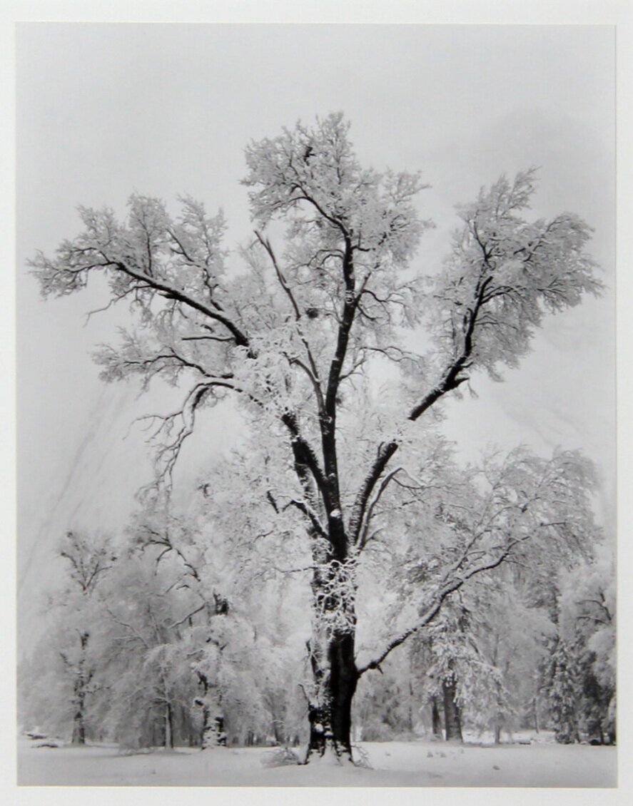 Ansel Adams, Oak Tree, Snowstorm, Yosemite National Park, California, 1948