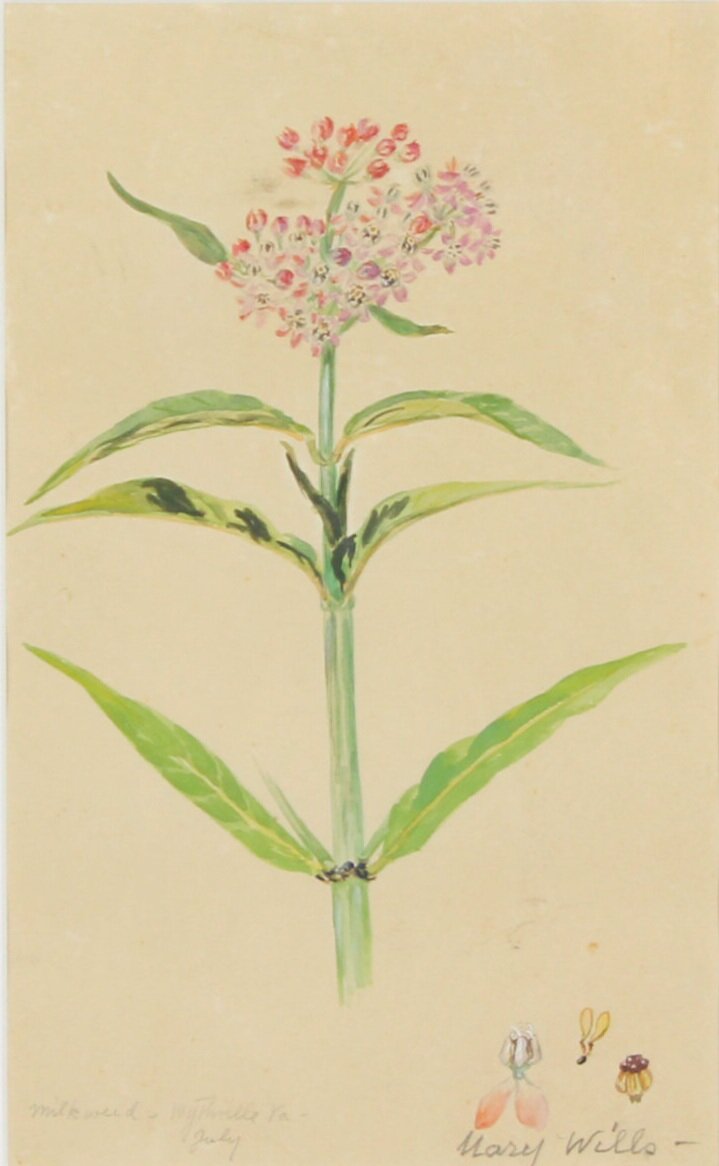 Mary Motz Wills, Milkweed, n.d.