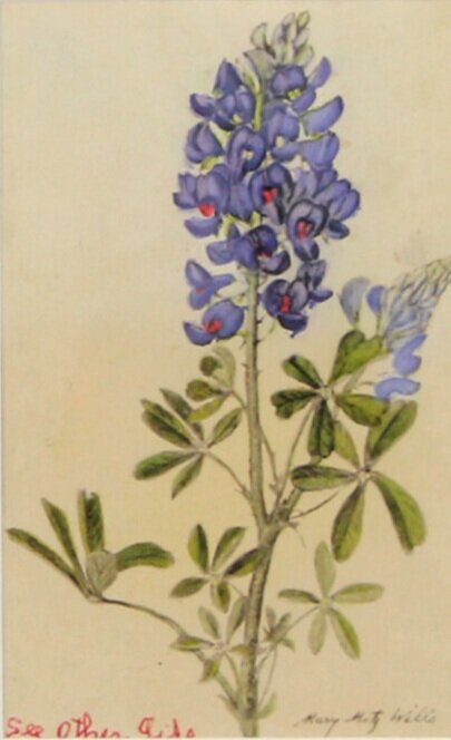 MARY MOTZ WILLS, Texas Bluebonnets, 1946, print with hand-painted details, Collection of The Grace Museum, Anonymous Donor