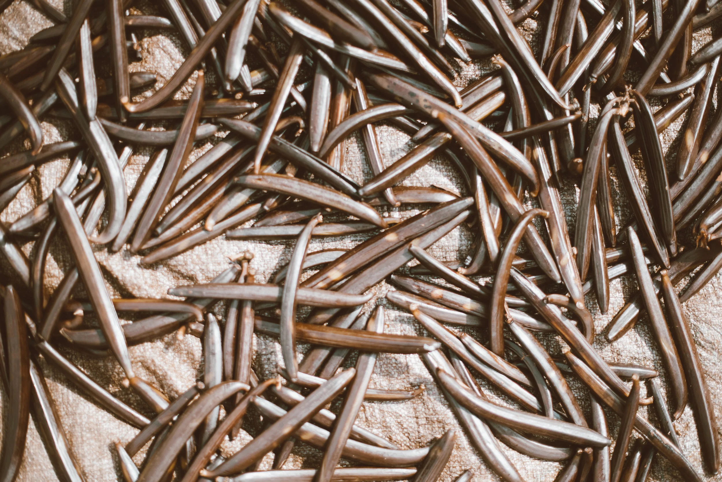 vanilla beans in the drying process.