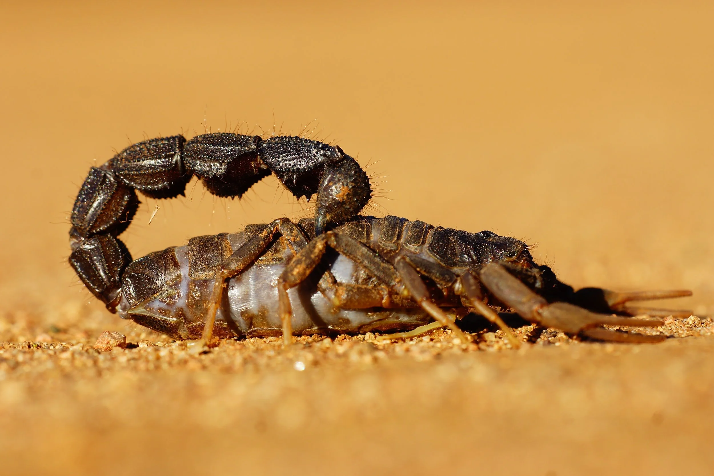 The Sting of the Scorpion